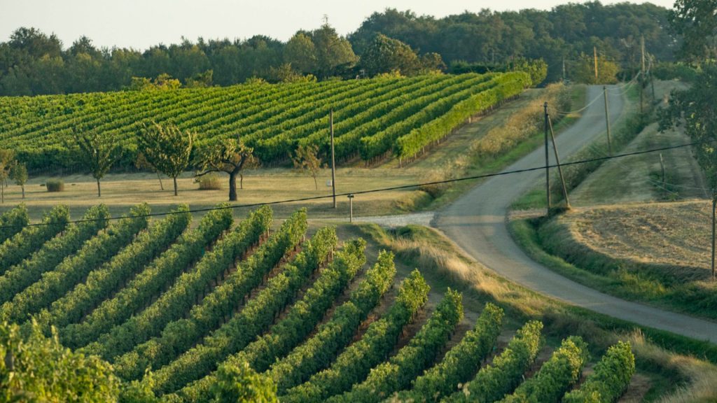 A Look Into Our Wines