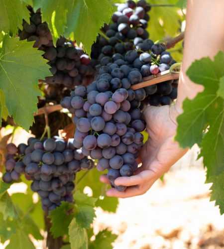 RED GRAPE Cinsault 1 1